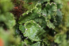 Peltigera leucophlebia