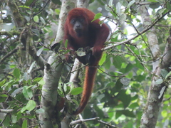 Alouatta seniculus