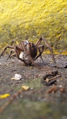 Lycosa erythrognatha