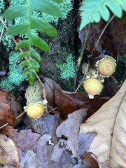 Calostoma lutescens