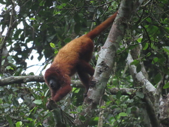 Alouatta seniculus