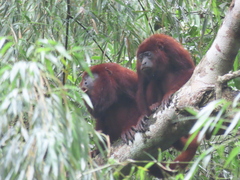 Alouatta seniculus