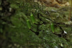 Buxbaumia viridis