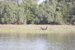 Syncerus caffer brachyceros