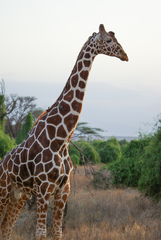 Giraffa camelopardalis reticulata