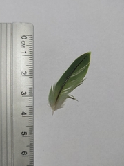 Forpus xanthopterygius