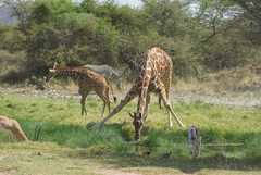 Giraffa camelopardalis reticulata