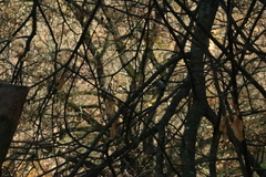 Poecile palustris
