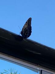 Caligo telamonius memnon