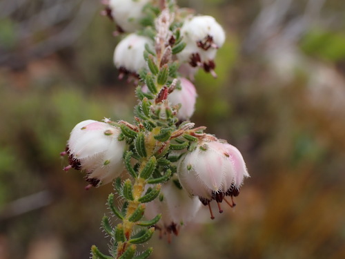 Mouse Heath (Erica involucrata)
