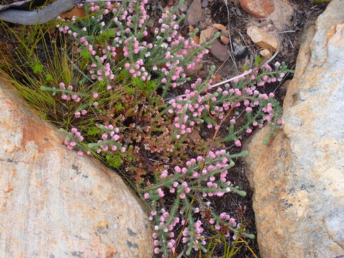 Image of Mouse Heath (Erica involucrata) by (c) Ren Hoekstra, some rights reserved (CC BY)