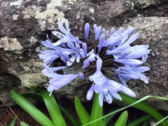 Agapanthus