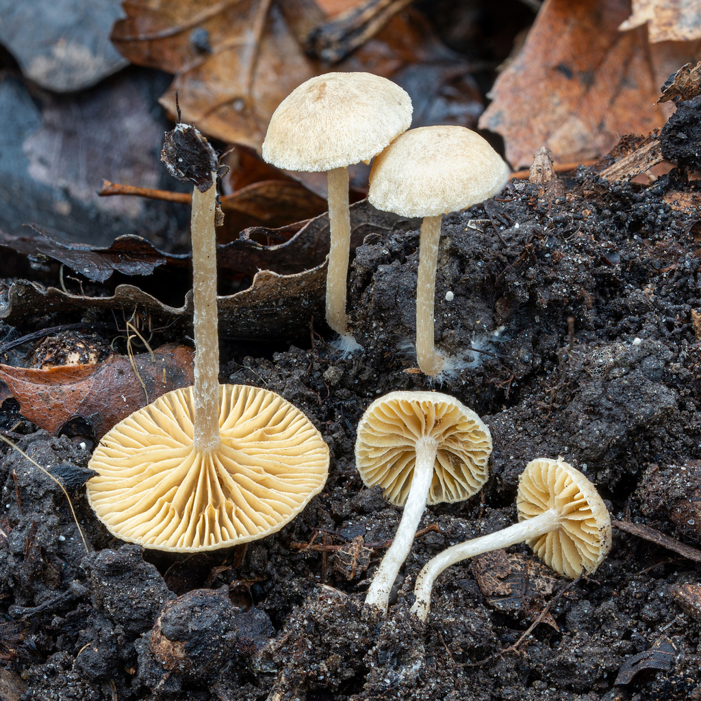 Tubaria dispersa