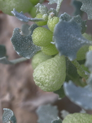 Atriplex holocarpa