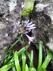 Agapanthus