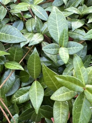 Trachelospermum asiaticum