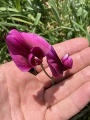 Lathyrus tingitanus