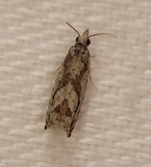 Holocola thalassinana