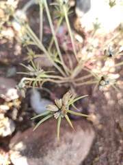 Portulaca suffrutescens