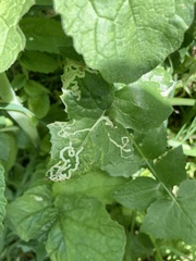 Phytomyza syngenesiae