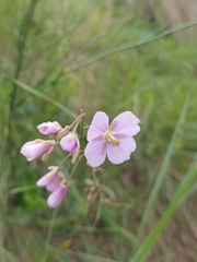 Heliophila rigidiuscula