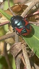 Choerocoris paganus