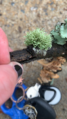 Ramalina americana