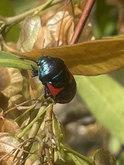 Choerocoris paganus