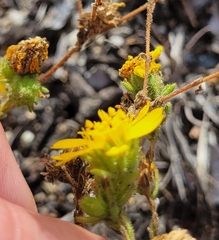 Deinandra corymbosa
