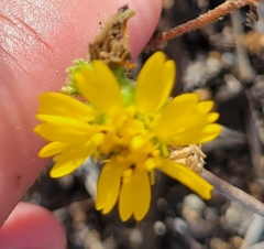 Deinandra corymbosa