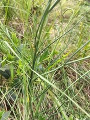 Heliophila rigidiuscula