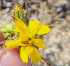 Deinandra corymbosa