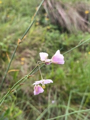Heliophila rigidiuscula