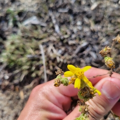 Deinandra corymbosa
