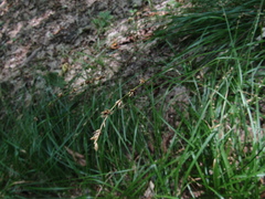 Carex divulsa