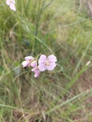 Heliophila rigidiuscula