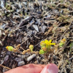 Deinandra corymbosa