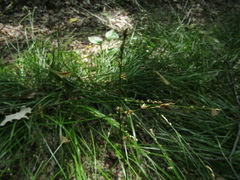 Carex divulsa