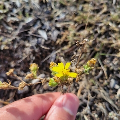 Deinandra corymbosa