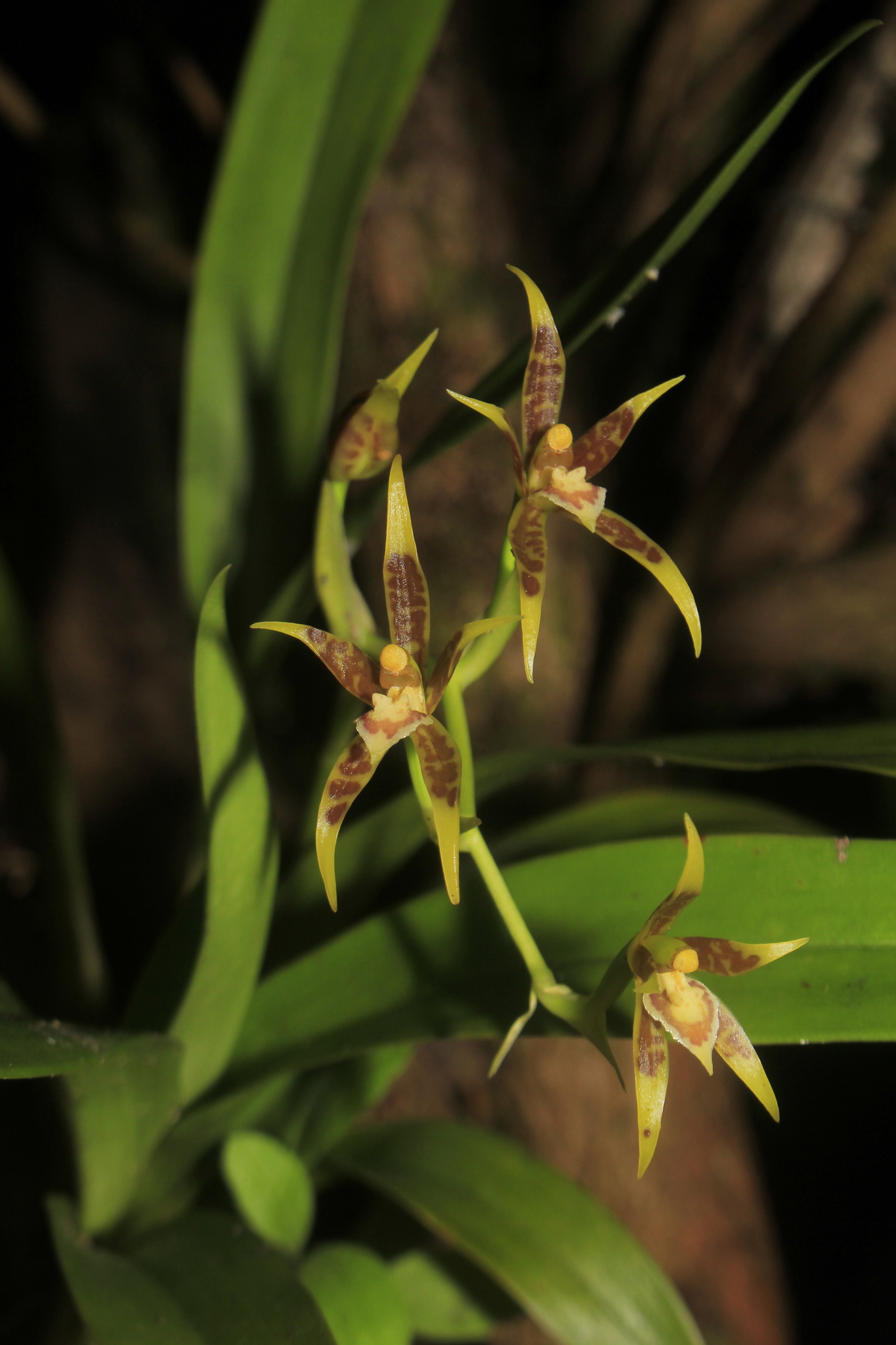 Ada glumacea (Lindl.) N.H.Williams 3