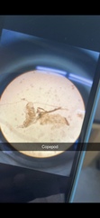 Copepoda