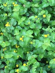 Podanthus ovatifolius