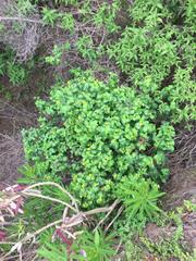 Podanthus ovatifolius