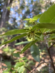 Wikstroemia oahuensis