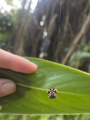 Gasteracantha sacerdotalis