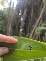 Gasteracantha sacerdotalis