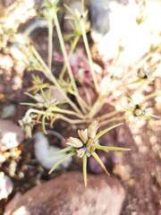 Portulaca suffrutescens