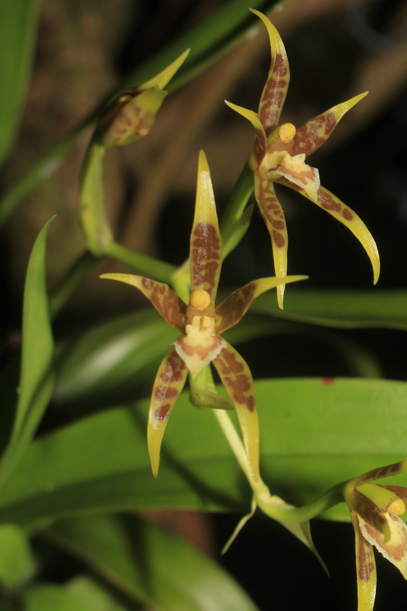 Brassia glumacea Lindl. 4
