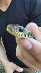 Drymobius margaritiferus