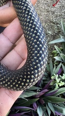 Drymobius margaritiferus